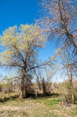 bozkır, çayır, veldt, veld. Bahar Orta Asya. Kazakistan. Turanga kavak. Euphrates kavak