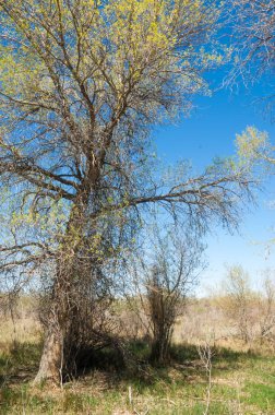 bozkır, çayır, veldt, veld. Bahar Orta Asya. Kazakistan. Turanga kavak. Euphrates kavak