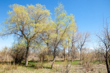 bozkır, çayır, veldt, veld. Bahar Orta Asya. Kazakistan. Turanga kavak. Euphrates kavak