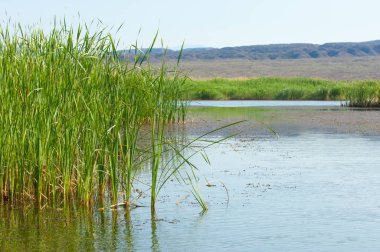  Bozkır yaz. Turgai kapısı. Turgai Kaydet. Milli Parkı 