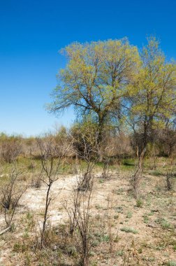 bozkır, çayır, veldt, veld. Bahar Orta Asya. Kazakistan. Turanga kavak. Euphrates kavak