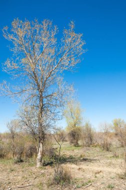 bozkır, çayır, veldt, veld. Bahar Orta Asya. Kazakistan. Turanga kavak. Euphrates kavak