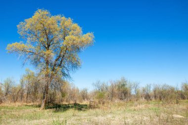 bozkır, çayır, veldt, veld. Bahar Orta Asya. Kazakistan. Turanga kavak. Euphrates kavak