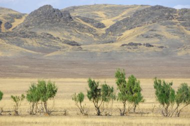 Woodless, zavallı nemi ve genellikle düz ile kuru iklim bölgesinde otsu bitki örtüsü bozkır. çayır, veld, veldt