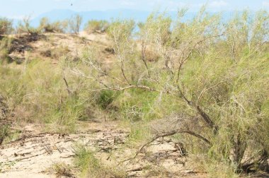 Bozkır yaz. Turgai kapısı. Turgai Kaydet. Milli Parkı 