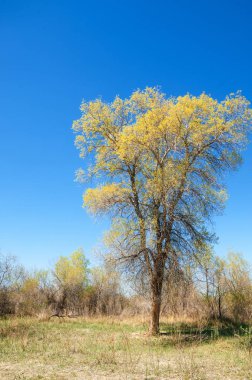 bozkır, çayır, veldt, veld. Bahar Orta Asya. Kazakistan. Turanga kavak. Euphrates kavak