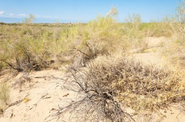  Bozkır yaz. Turgai kapısı. Turgai Kaydet. Milli Parkı 
