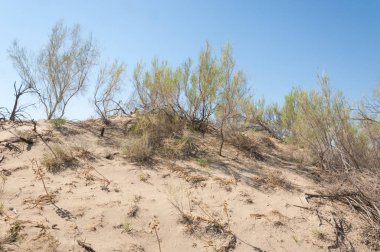  Bozkır yaz. Turgai kapısı. Turgai Kaydet. Milli Parkı 