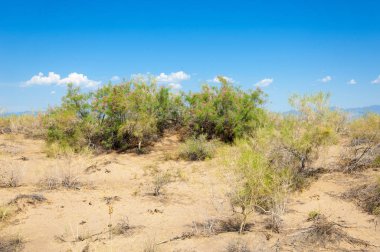  Bozkır yaz. Turgai kapısı. Turgai Kaydet. Milli Parkı 