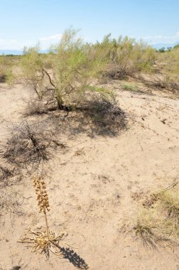  Bozkır yaz. Turgai kapısı. Turgai Kaydet. Milli Parkı 
