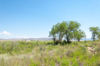  Bozkır yaz. Turgai kapısı. Turgai Kaydet. Milli Parkı 