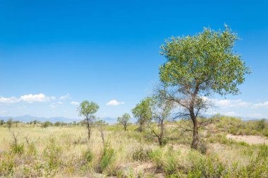  Bozkır yaz. Turgai kapısı. Turgai Kaydet. Milli Parkı 