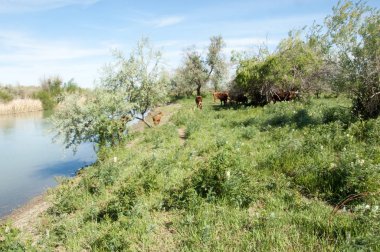 Bozkır nehir sazlık yaz. nehir görünümünde kez izlendi. küçük mavi nehir kıyısında güneşli bir gün
