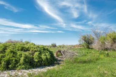 Bozkır, çayır, veldt, veld, taşkın. Kazakistan bozkırlarında güzel doğada