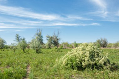 Bozkır, çayır, veldt, veld, taşkın. Kazakistan bozkırlarında güzel doğada