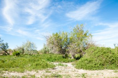 Bozkır, çayır, veldt, veld, taşkın. Kazakistan bozkırlarında güzel doğada