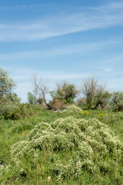 Bozkır, çayır, veldt, veld, taşkın. Kazakistan bozkırlarında güzel doğada
