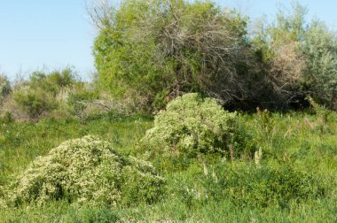 Bozkır, çayır, veldt, veld, taşkın. Kazakistan bozkırlarında güzel doğada