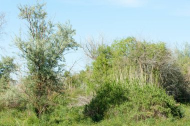 Bozkır, çayır, veldt, veld, taşkın. Kazakistan bozkırlarında güzel doğada