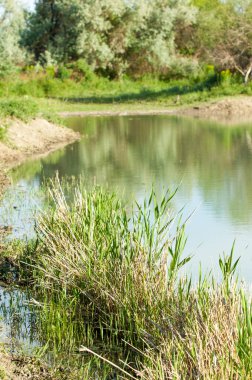 Bozkır nehir sazlık yaz. nehir görünümünde kez izlendi. küçük mavi nehir kıyısında güneşli bir gün