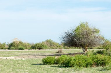 Bozkır, çayır, veldt, veld, taşkın. Kazakistan bozkırlarında güzel doğada