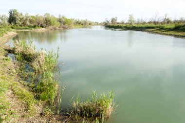 Bozkır nehir sazlık yaz. nehir görünümünde kez izlendi. küçük mavi nehir kıyısında güneşli bir gün
