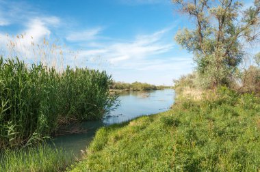 Bozkır nehir sazlık yaz. nehir görünümünde kez izlendi. küçük mavi nehir kıyısında güneşli bir gün