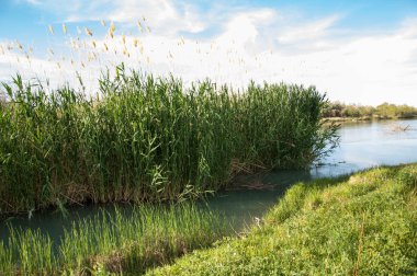 Bozkır nehir sazlık yaz. nehir görünümünde kez izlendi. küçük mavi nehir kıyısında güneşli bir gün