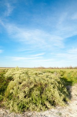 Bozkır tuzlu topraklar. tuz tuz tuz. Bozkır çayır veldt veld. Tuzlu toprak çöl, tuzlu Göller. cansız yanıp kavrulmuş dünyamız. Kazakistan çıplak bozkır