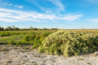 Bozkır tuzlu topraklar. tuz tuz tuz. Bozkır çayır veldt veld. Tuzlu toprak çöl, tuzlu Göller. cansız yanıp kavrulmuş dünyamız. Kazakistan çıplak bozkır