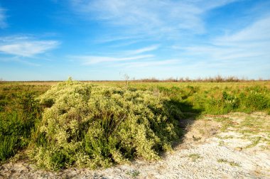 Bozkır tuzlu topraklar. tuz tuz tuz. Bozkır çayır veldt veld. Tuzlu toprak çöl, tuzlu Göller. cansız yanıp kavrulmuş dünyamız. Kazakistan çıplak bozkır