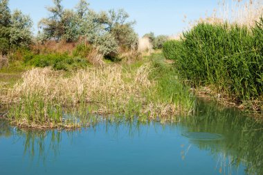 Bozkır nehir sazlık yaz. nehir görünümünde kez izlendi. küçük mavi nehir kıyısında güneşli bir gün