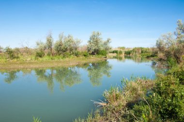 Bozkır nehir sazlık yaz. nehir görünümünde kez izlendi. küçük mavi nehir kıyısında güneşli bir gün