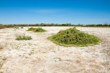 Bozkır tuzlu topraklar. tuz tuz tuz. Bozkır çayır veldt veld. Tuzlu toprak çöl, tuzlu Göller. cansız yanıp kavrulmuş dünyamız. Kazakistan çıplak bozkır