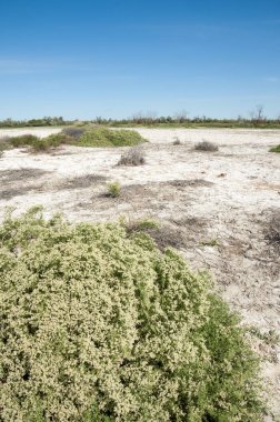 Bozkır tuzlu topraklar. tuz tuz tuz. Bozkır çayır veldt veld. Tuzlu toprak çöl, tuzlu Göller. cansız yanıp kavrulmuş dünyamız. Kazakistan çıplak bozkır