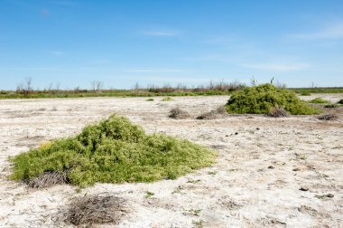Bozkır tuzlu topraklar. tuz tuz tuz. Bozkır çayır veldt veld. Tuzlu toprak çöl, tuzlu Göller. cansız yanıp kavrulmuş dünyamız. Kazakistan çıplak bozkır