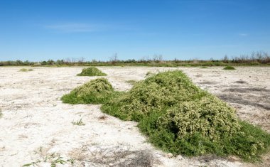 Bozkır tuzlu topraklar. tuz tuz tuz. Bozkır çayır veldt veld. Tuzlu toprak çöl, tuzlu Göller. cansız yanıp kavrulmuş dünyamız. Kazakistan çıplak bozkır