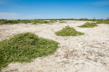 Bozkır tuzlu topraklar. tuz tuz tuz. Bozkır çayır veldt veld. Tuzlu toprak çöl, tuzlu Göller. cansız yanıp kavrulmuş dünyamız. Kazakistan çıplak bozkır