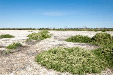 Bozkır tuzlu topraklar. tuz tuz tuz. Bozkır çayır veldt veld. Tuzlu toprak çöl, tuzlu Göller. cansız yanıp kavrulmuş dünyamız. Kazakistan çıplak bozkır