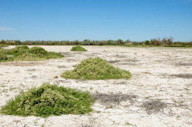 Bozkır tuzlu topraklar. tuz tuz tuz. Bozkır çayır veldt veld. Tuzlu toprak çöl, tuzlu Göller. cansız yanıp kavrulmuş dünyamız. Kazakistan çıplak bozkır