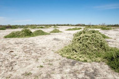 Bozkır tuzlu topraklar. tuz tuz tuz. Bozkır çayır veldt veld. Tuzlu toprak çöl, tuzlu Göller. cansız yanıp kavrulmuş dünyamız. Kazakistan çıplak bozkır