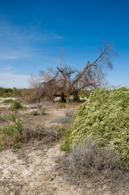 Bozkır tuzlu topraklar. tuz tuz tuz. Bozkır çayır veldt veld. Tuzlu toprak çöl, tuzlu Göller. cansız yanıp kavrulmuş dünyamız. Kazakistan çıplak bozkır