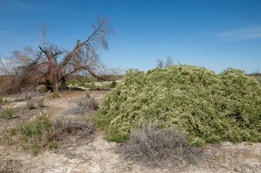 Bozkır tuzlu topraklar. tuz tuz tuz. Bozkır çayır veldt veld. Tuzlu toprak çöl, tuzlu Göller. cansız yanıp kavrulmuş dünyamız. Kazakistan çıplak bozkır