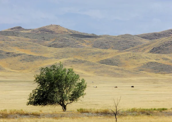 Woodless, zavallı nemi ve genellikle düz ile kuru iklim bölgesinde otsu bitki örtüsü bozkır. çayır, veld, veldt