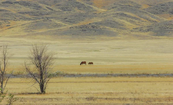 Sonbahar manzara, bozkır Dağları ile. çayır, veld, veldt. otlak, açık, ekilmemiş ülke veya otlak geniş bir açık alan