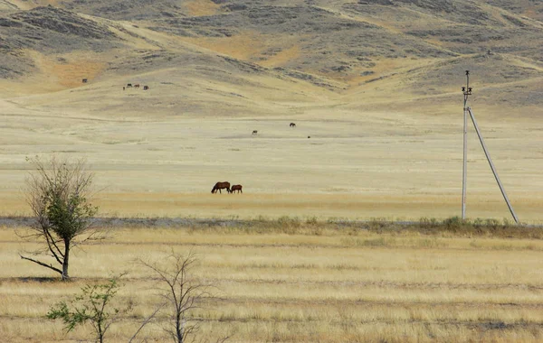 Jesienny Krajobraz Stepowy Góry Prairie Veld Równina Dużą Otwartą Przestrzeń — Zdjęcie stockowe