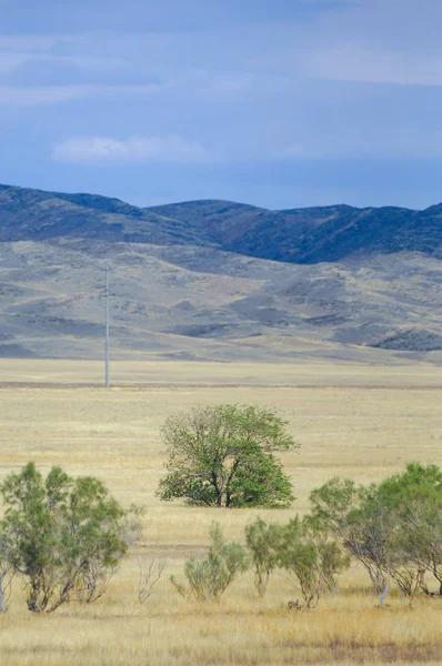 Woodless, zavallı nemi ve genellikle düz ile kuru iklim bölgesinde otsu bitki örtüsü bozkır. çayır, veld, veldt