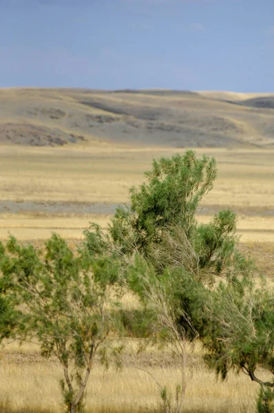 Paisagem Outono Estepe Com Montanhas Pradaria Veld Veldt Uma Grande — Fotografia de Stock