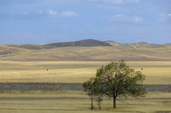 Paysage Automne Steppe Avec Montagnes Prairie Veld Veldt Grand Espace — Photo