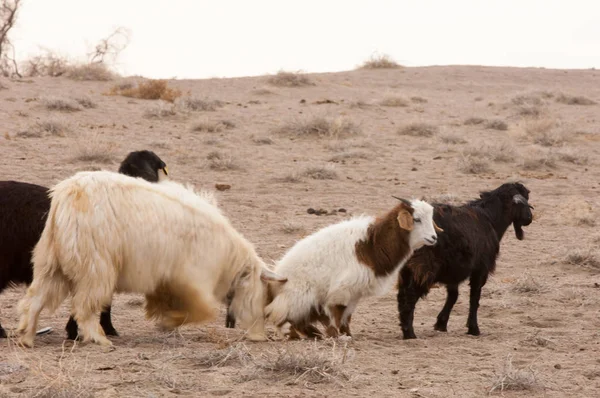 Bozkır, çayır, veldt, veld. bozkırlarında kum keçi. Güneydoğu Avrupa ve Sibirya düz unforested otlak geniş bir alanda.